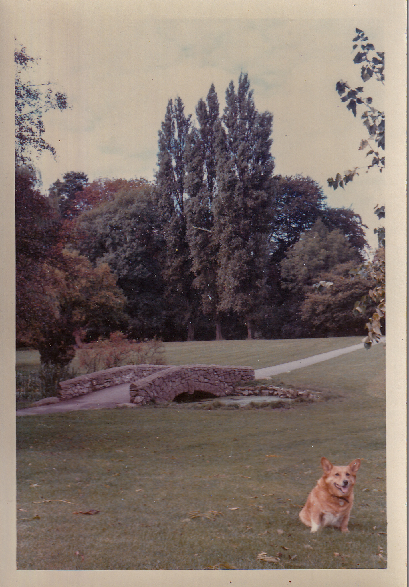 Dog near bridge